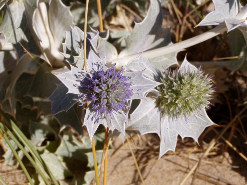 Seaside Eryngo photo 6