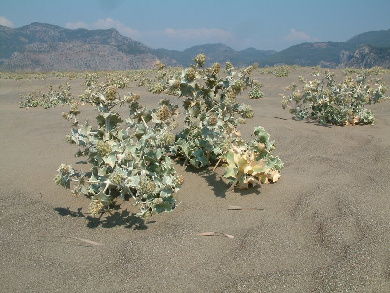 Seaside Eryngo photo 8