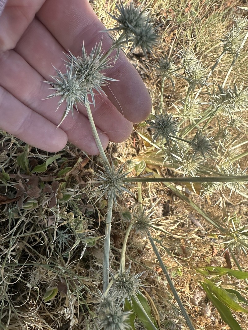 Mathias' Eryngo