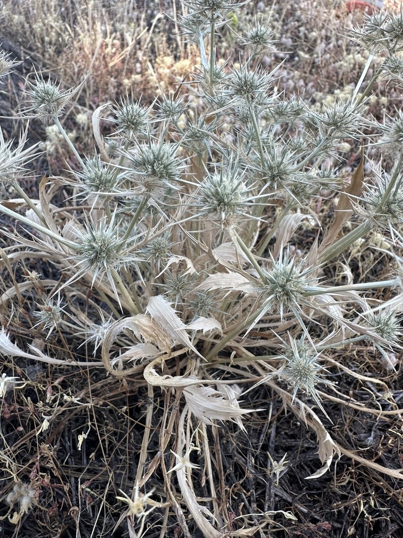 Mathias' Eryngo photo 2