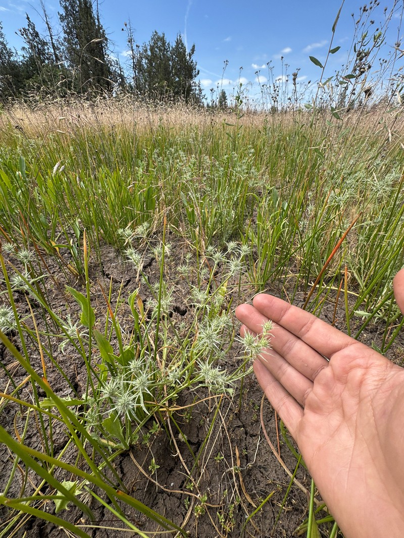 Mathias' Eryngo photo 3