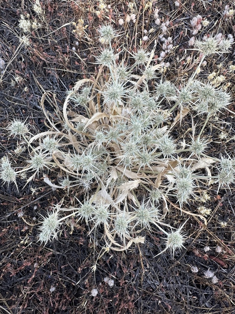 Mathias' Eryngo photo 4