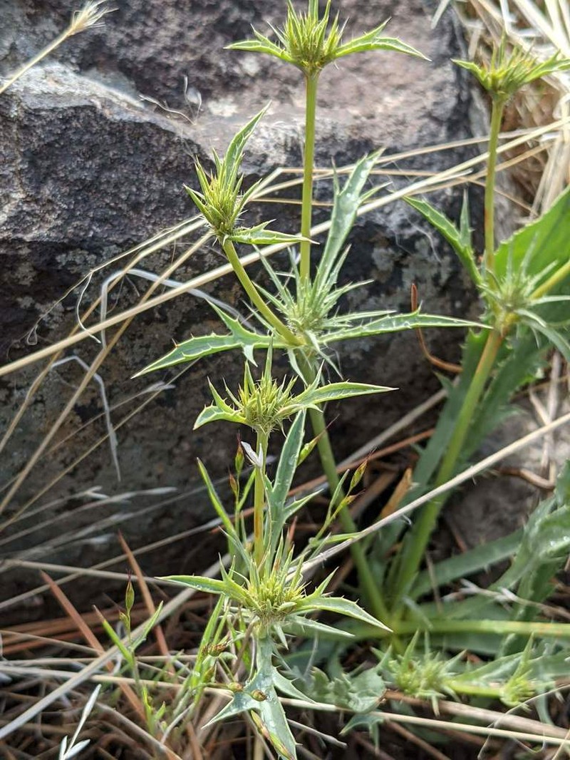 Mathias' Eryngo photo 6