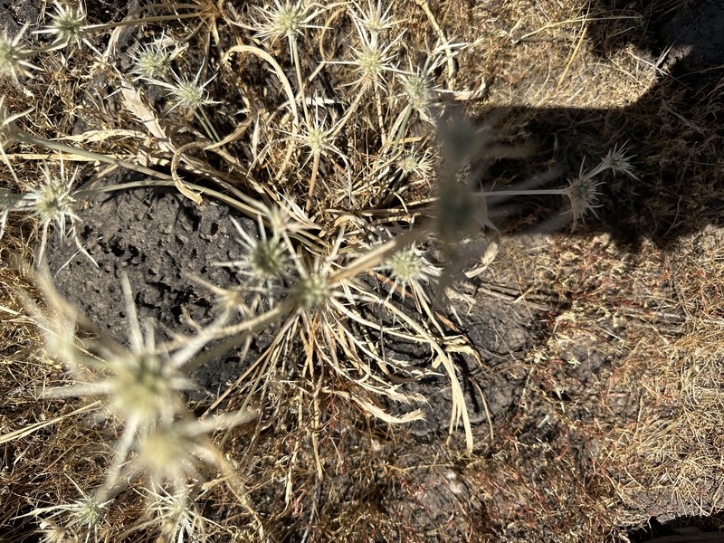 Mathias' Eryngo photo 8