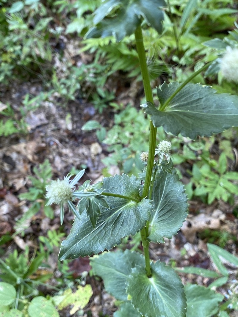Eryngium mississippiense photo 2