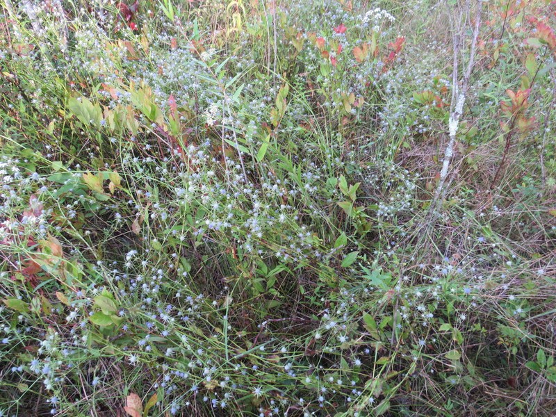 Eryngium mississippiense photo 4