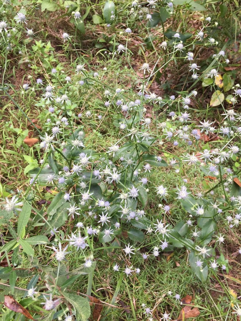 Eryngium mississippiense photo 5