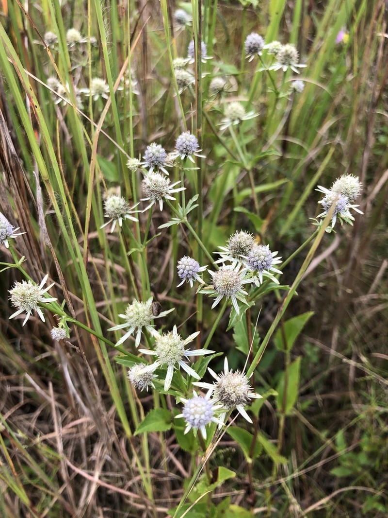 Eryngium mississippiense photo 6