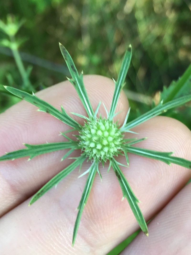 Eryngium mississippiense photo 8