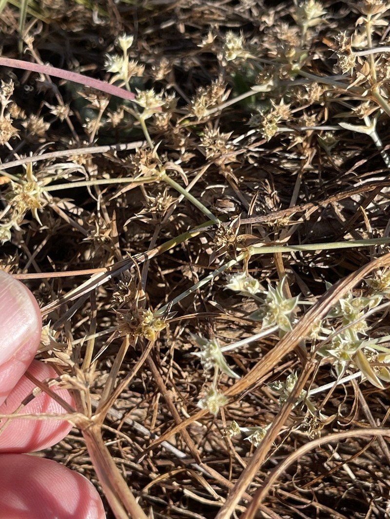 Eryngium montereyense photo 2