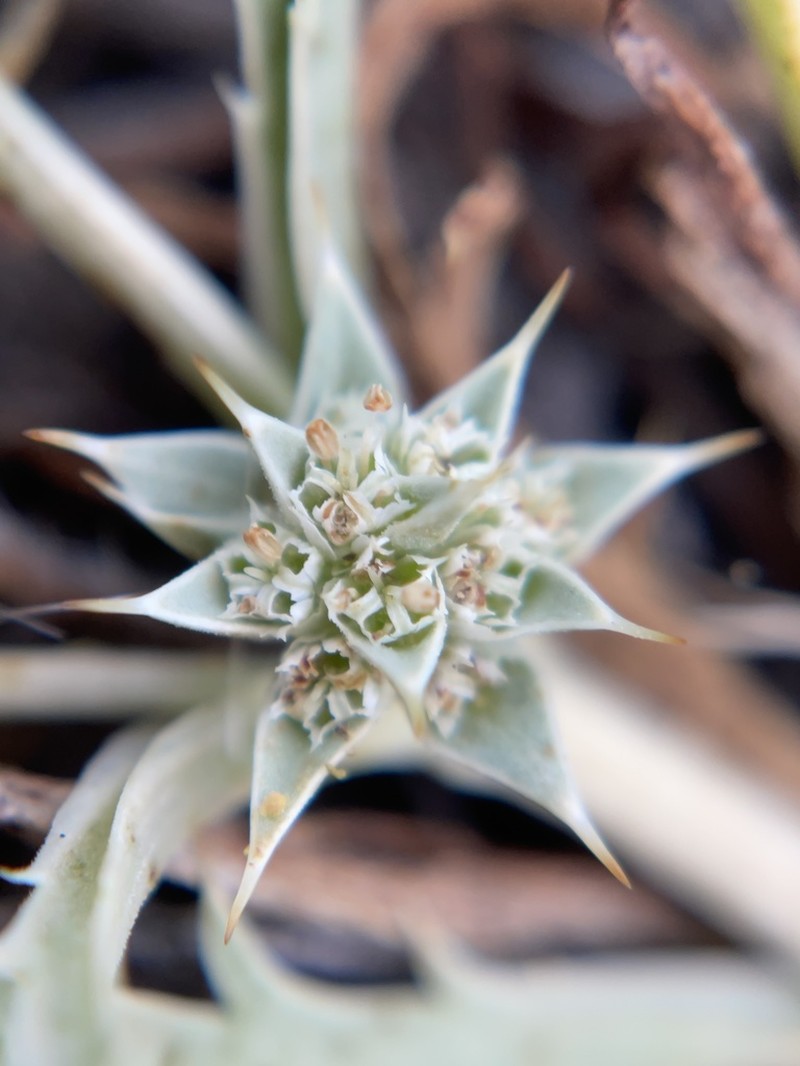 Eryngium montereyense photo 3