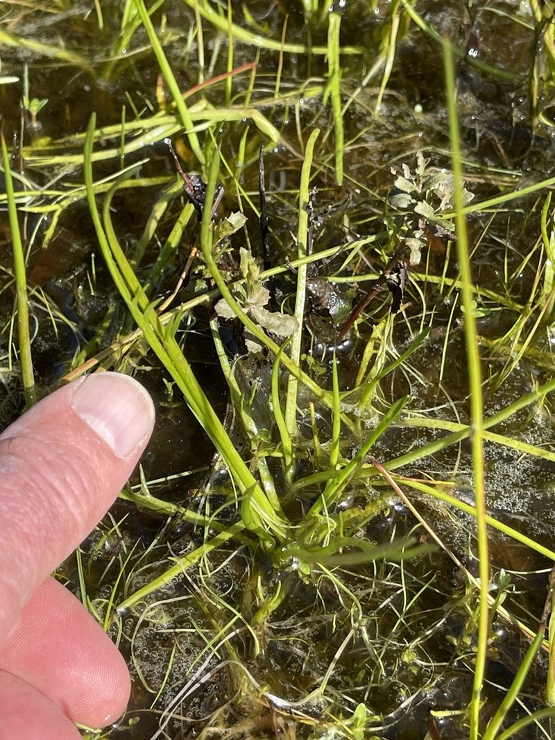 Eryngium montereyense photo 5