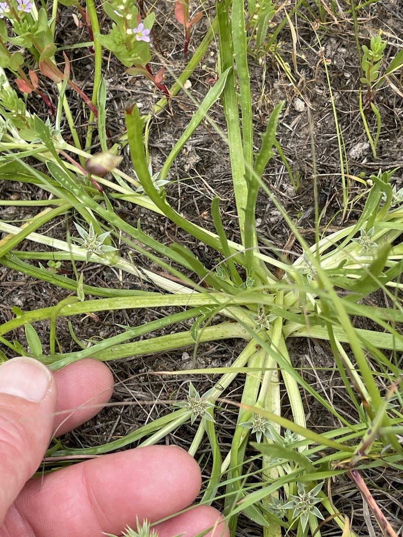 Eryngium montereyense photo 7