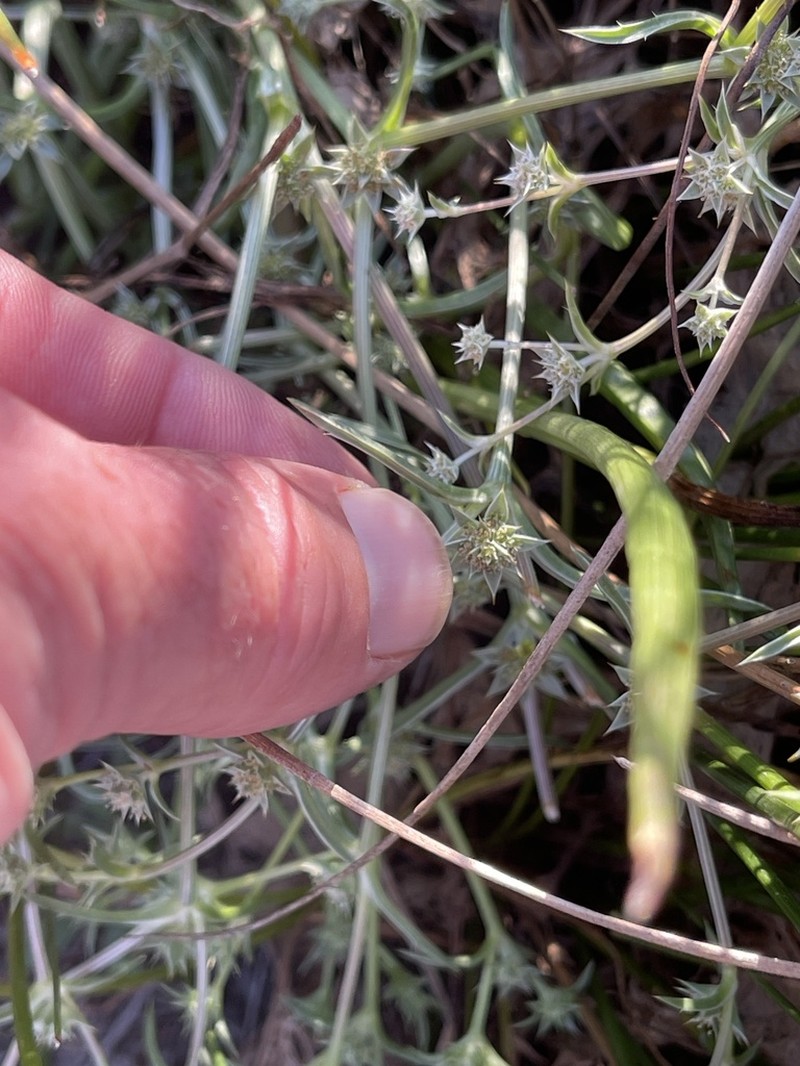 Eryngium montereyense photo 8