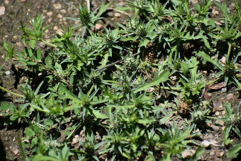 Hierba Del Sapo