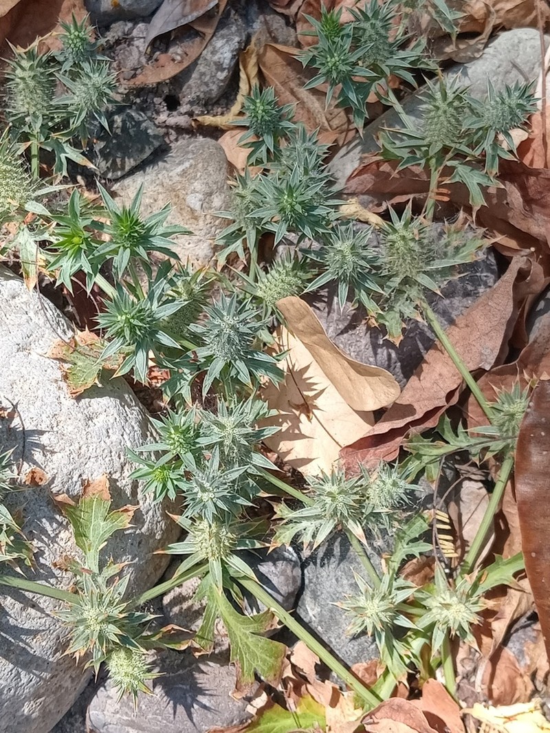 Hierba Del Sapo photo 3
