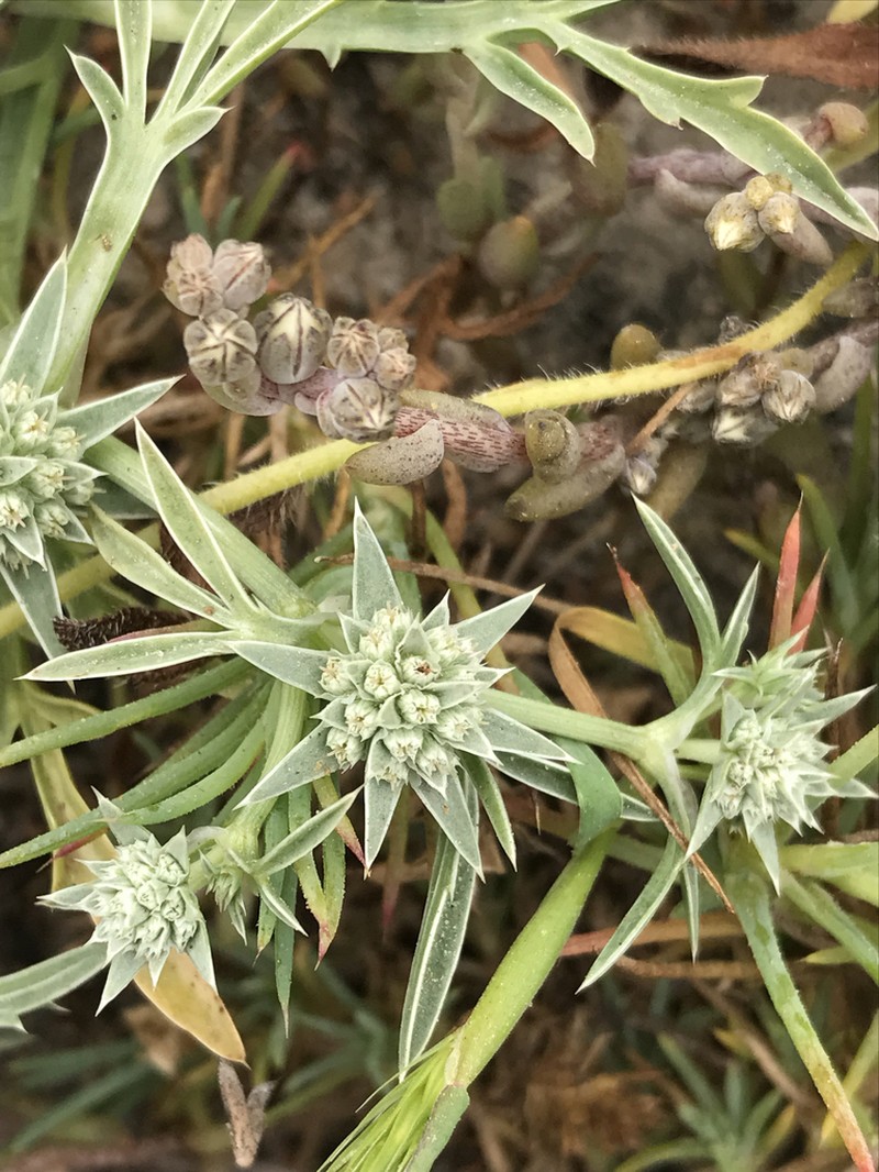 Eryngium pendletonense photo 2