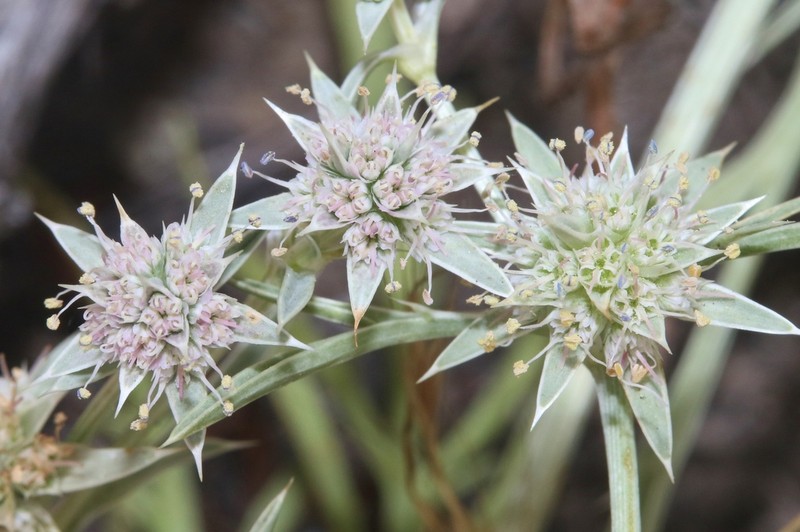 Eryngium pendletonense photo 3