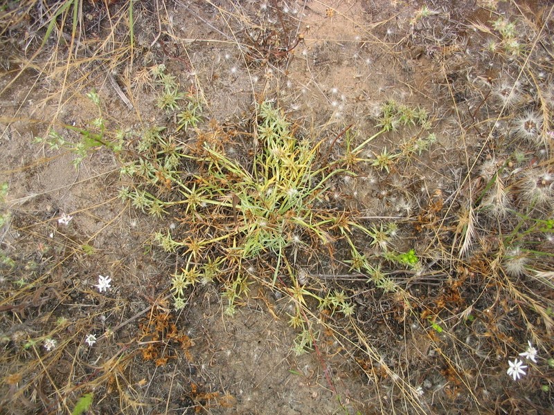 Eryngium pendletonense photo 5
