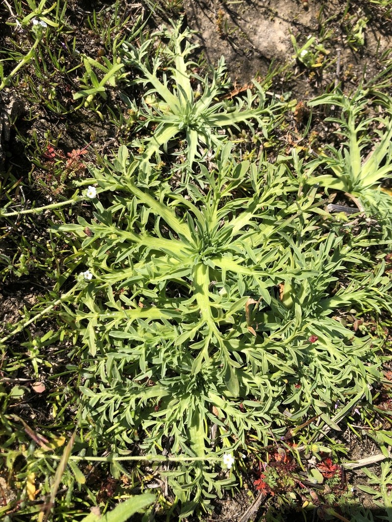 Eryngium pendletonense photo 6
