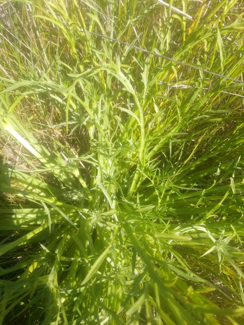 Eryngium pendletonense photo 7