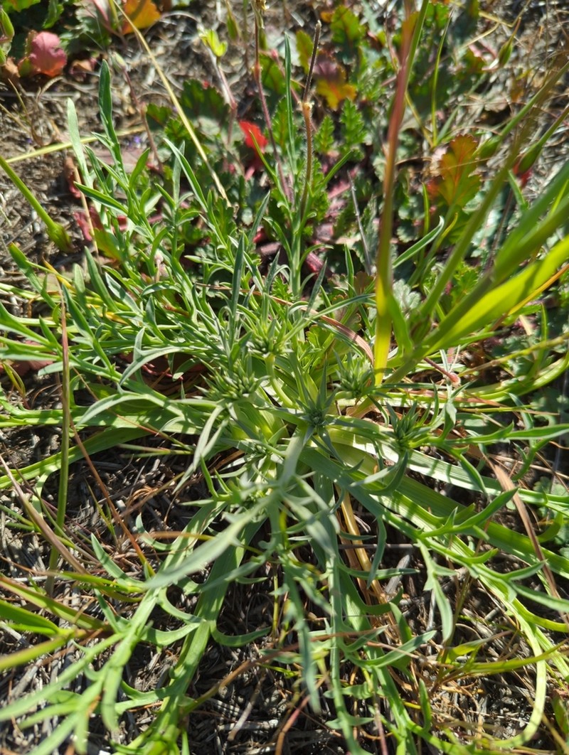 Eryngium pendletonense photo 8