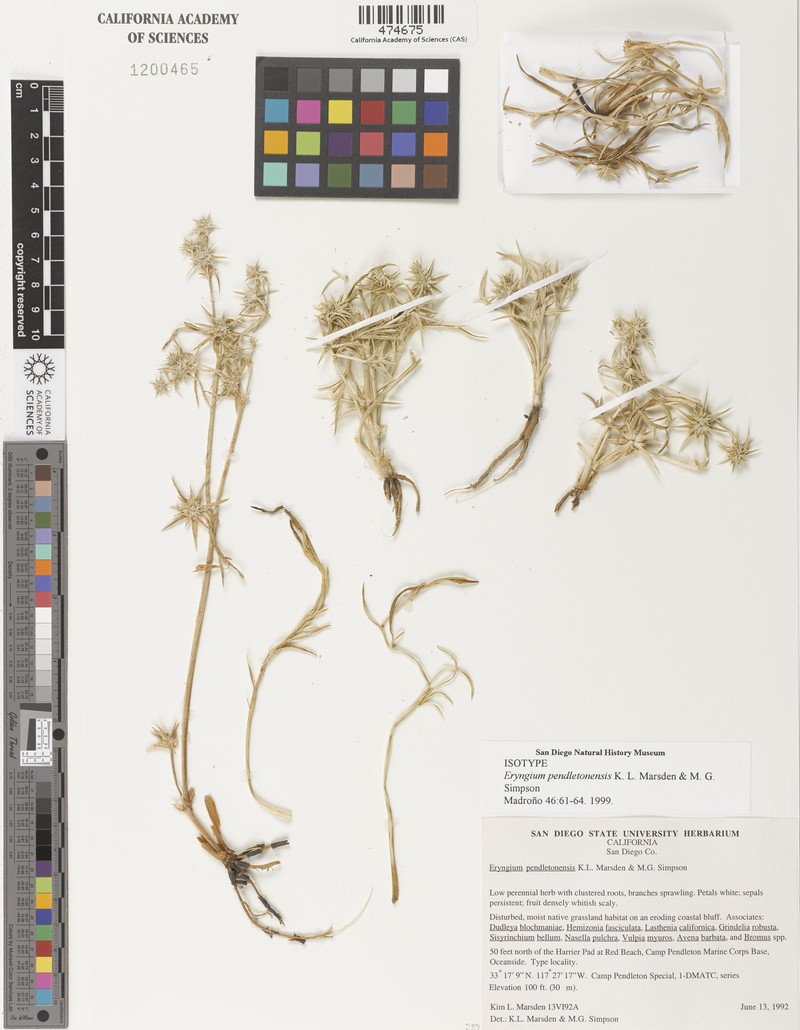 Pendleton's Eryngo