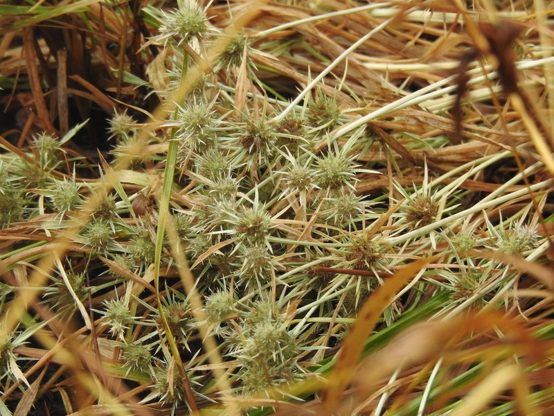 Rushleaf Eryngo