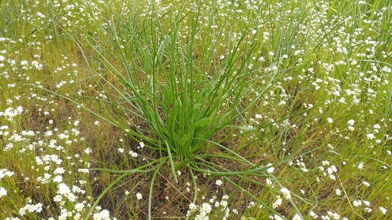 Rushleaf Eryngo photo 2