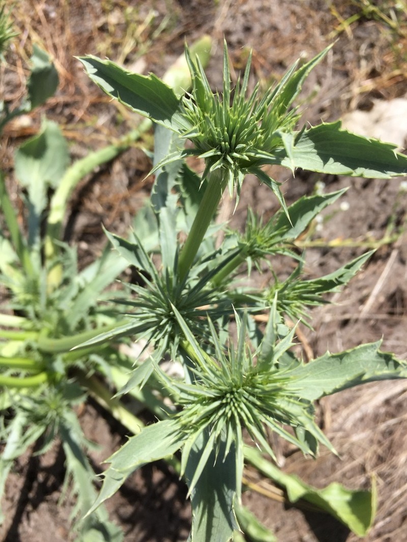 Rushleaf Eryngo photo 3