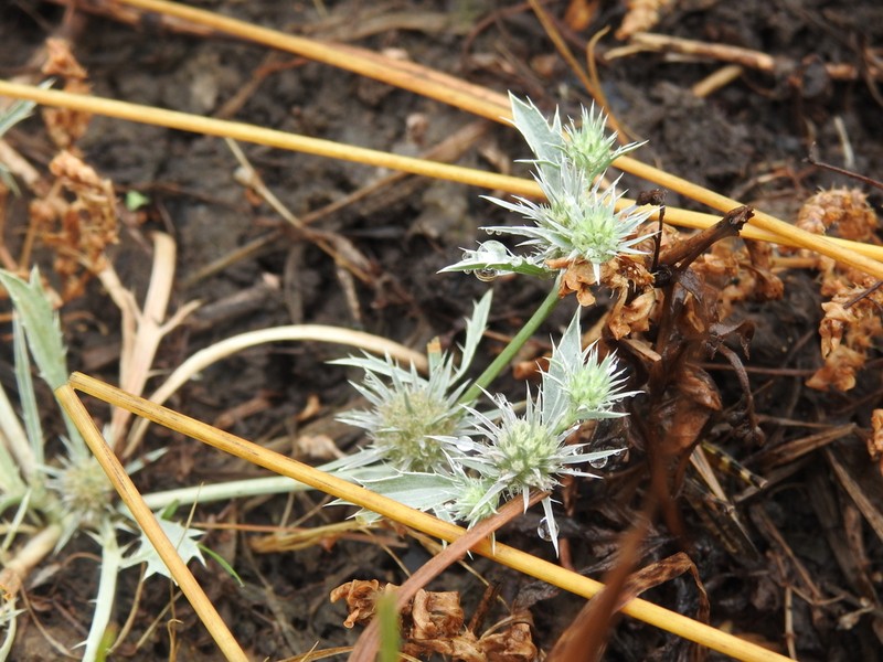Rushleaf Eryngo photo 4