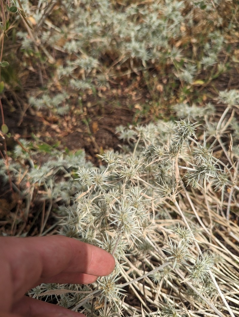 Rushleaf Eryngo photo 5