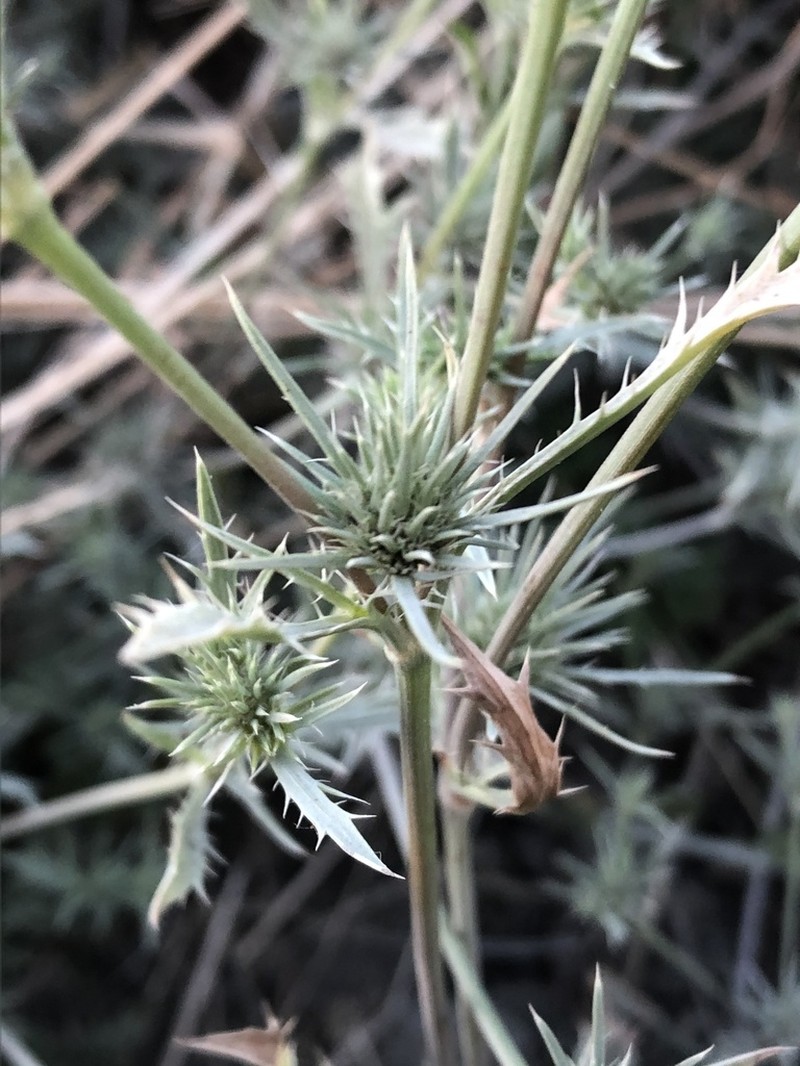 Rushleaf Eryngo photo 6