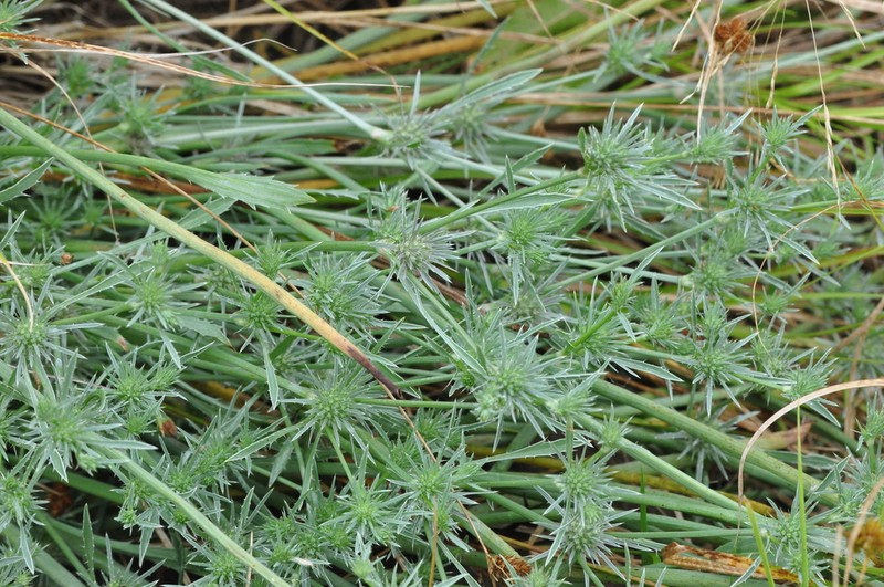 Rushleaf Eryngo photo 7