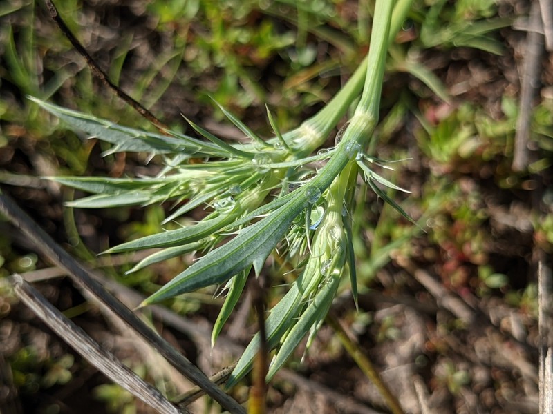 Rushleaf Eryngo photo 8