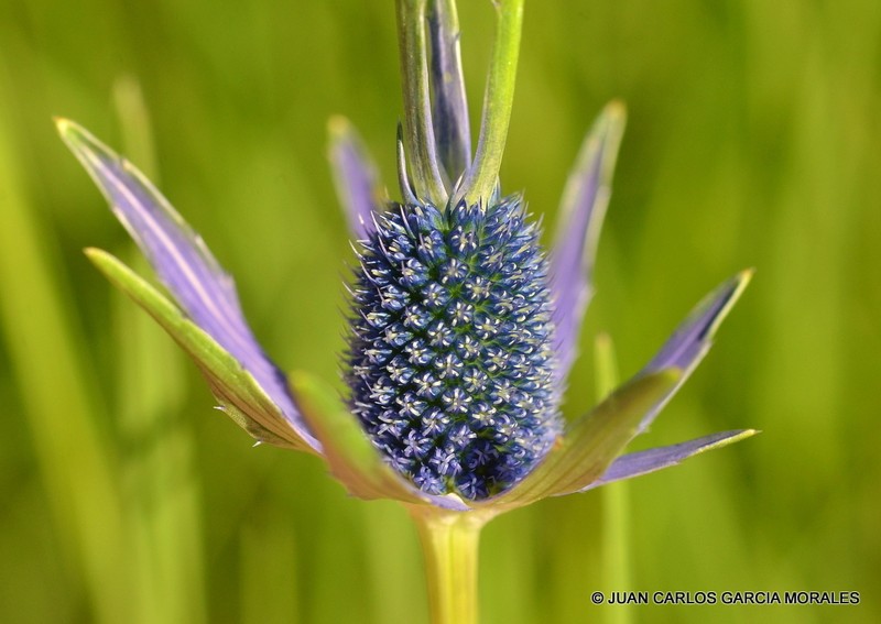 Huachuca Mountain Eryngo