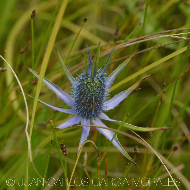Huachuca Mountain Eryngo photo 2