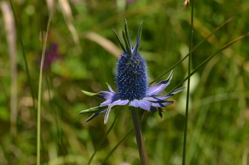 Huachuca Mountain Eryngo photo 3