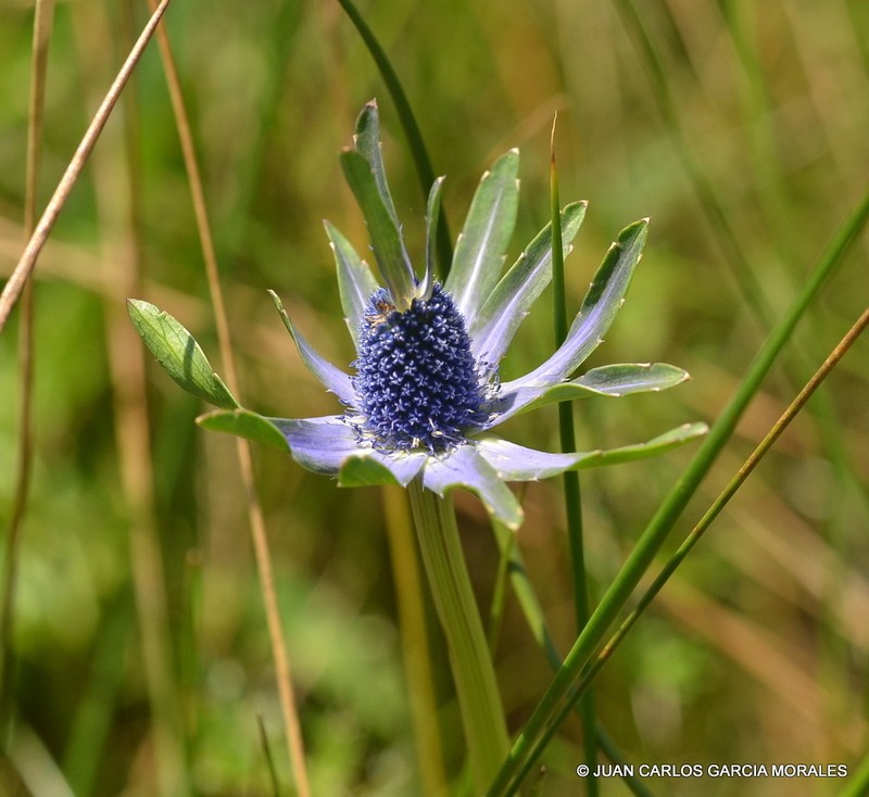 Huachuca Mountain Eryngo photo 4