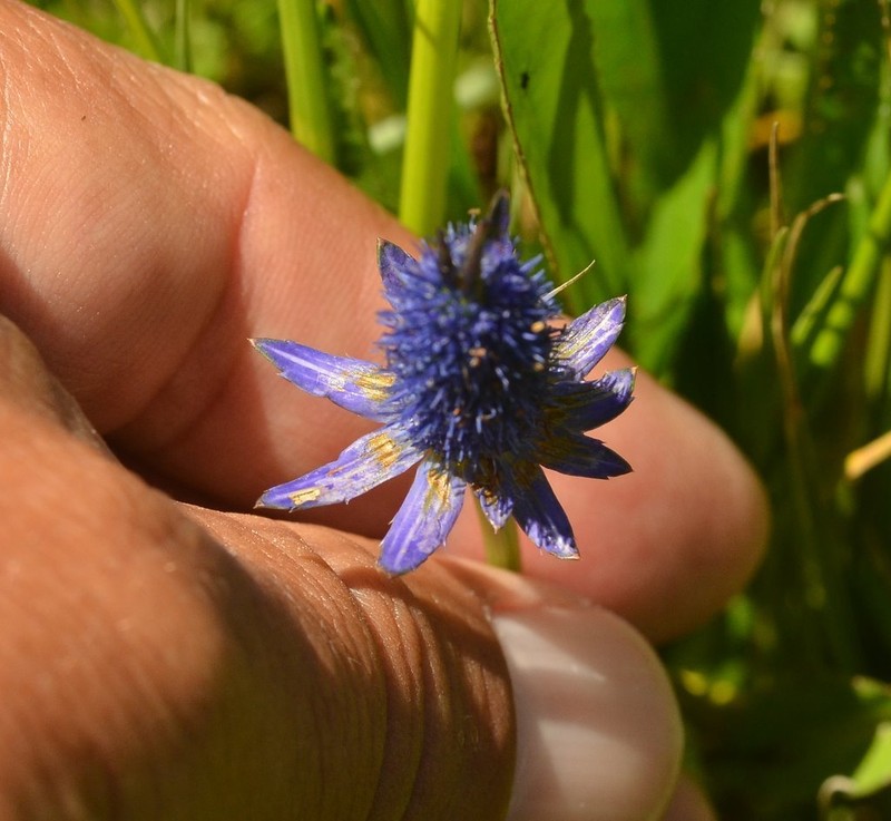 Huachuca Mountain Eryngo photo 5