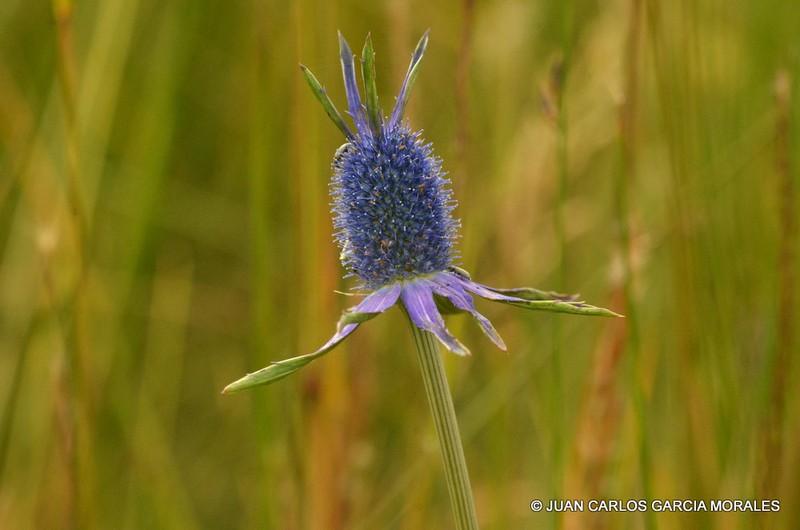 Huachuca Mountain Eryngo photo 6