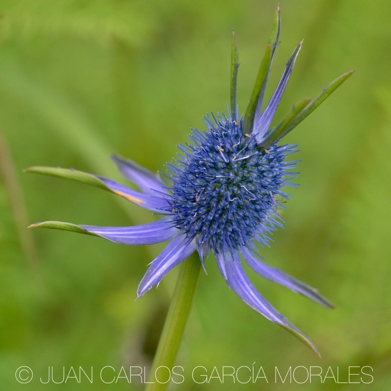 Huachuca Mountain Eryngo photo 7