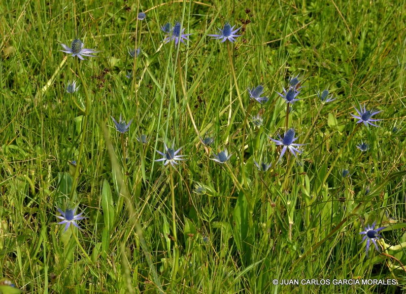 Huachuca Mountain Eryngo photo 8