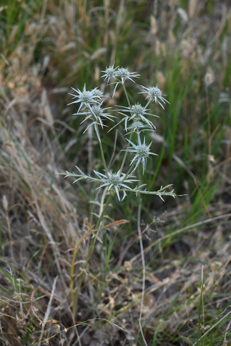 Tuolumne Eryngo