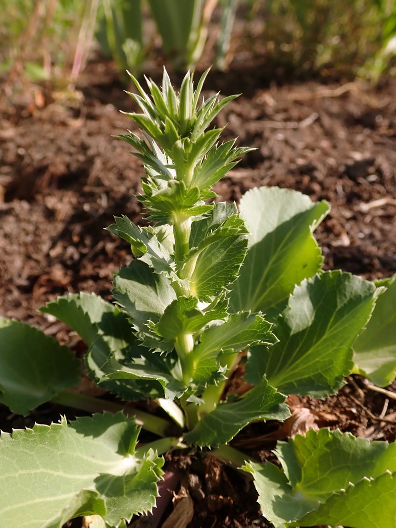 Plains Eryngo photo 4