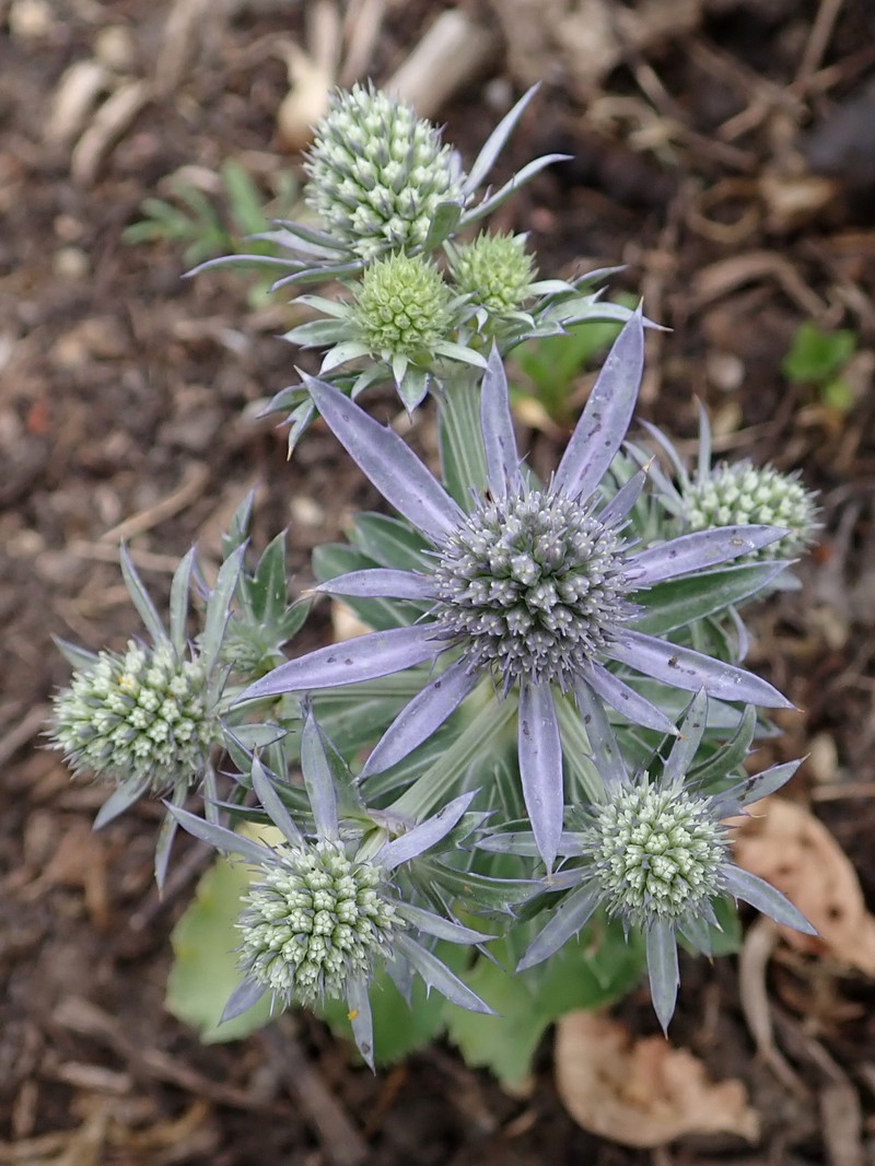Plains Eryngo photo 2