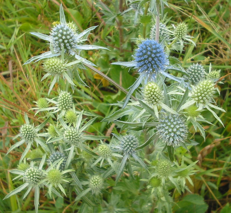 Plains Eryngo