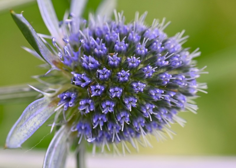 Plains Eryngo photo 3