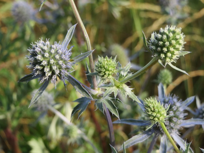Plains Eryngo photo 6