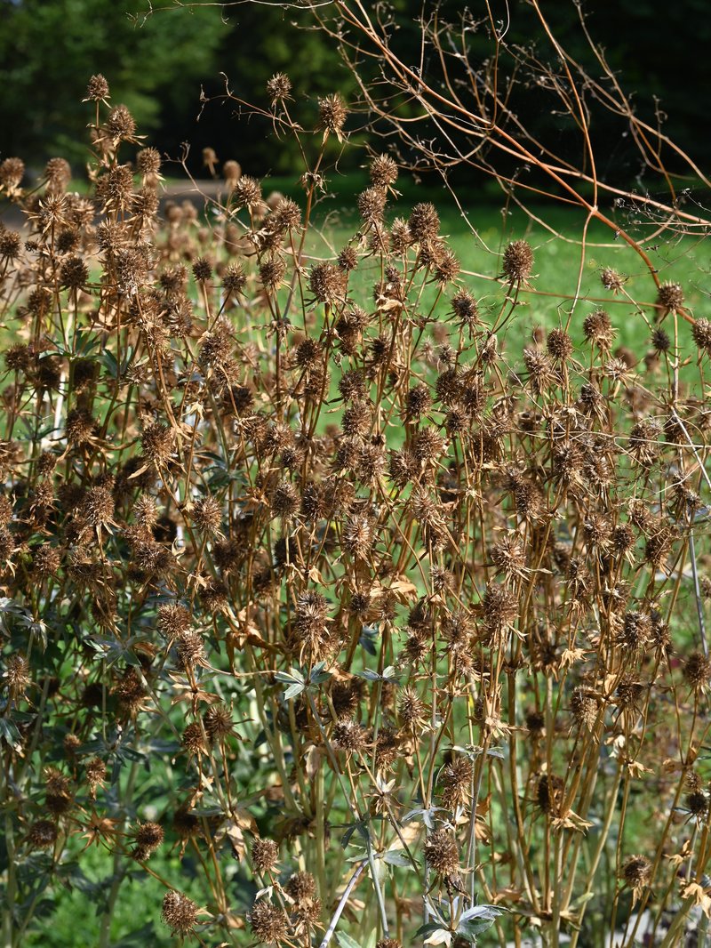 Plains Eryngo photo 7